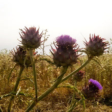 Carica l'immagine nel visualizzatore di Gallery, Zinurra - Cuore di Carciofino selvatico - Sapuri Calabrisi